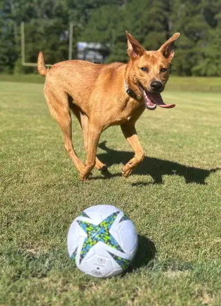 Jakobi