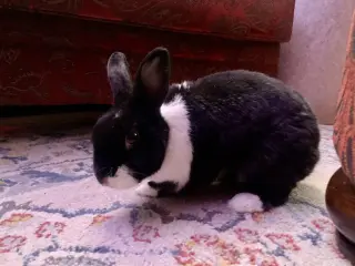 Lizi