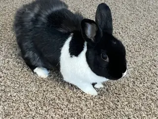 Lizi