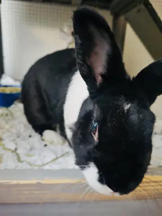 Lizi