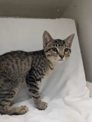 Linus:  Not at shelter (Debra)