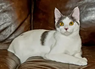 KITTEN GASTON