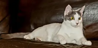 KITTEN GASTON