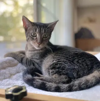 Aurora