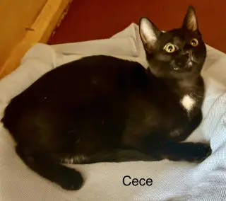 Cece