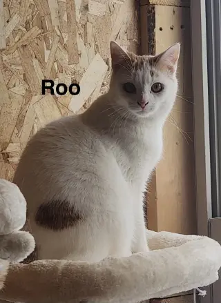 Roo -Cartoon Kittens
