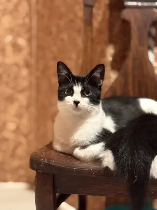 Esther ( must be adopted with Edith)