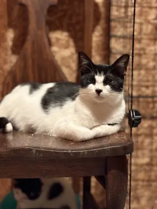 Esther ( must be adopted with Edith)