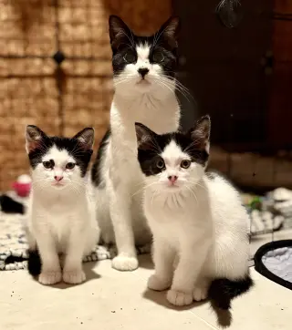 Esther ( must be adopted with Edith)