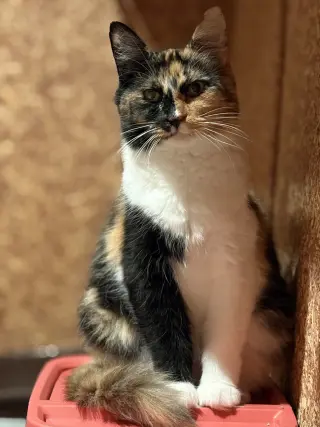 Edith ( must be adopted with ESTHER)