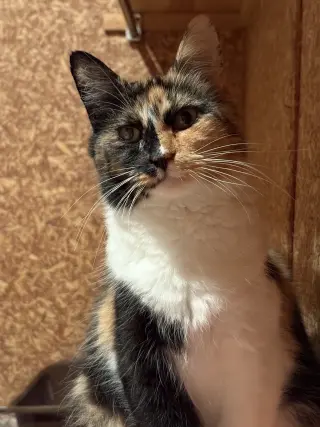 Edith ( must be adopted with ESTHER)