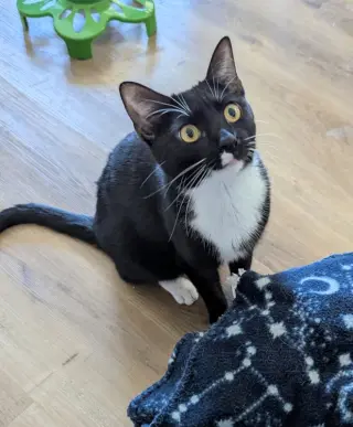 Parsley