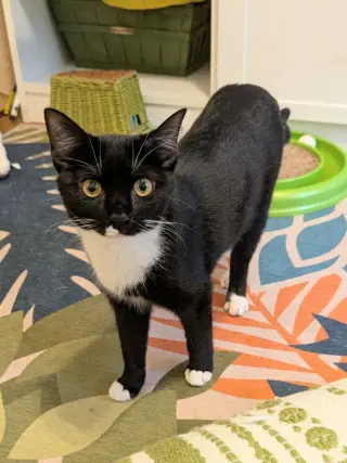 Parsley