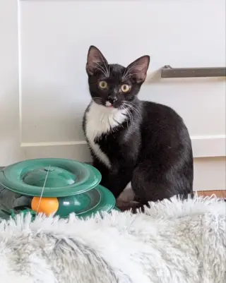 Parsley