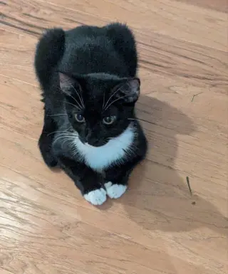 Parsley