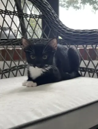 Parsley