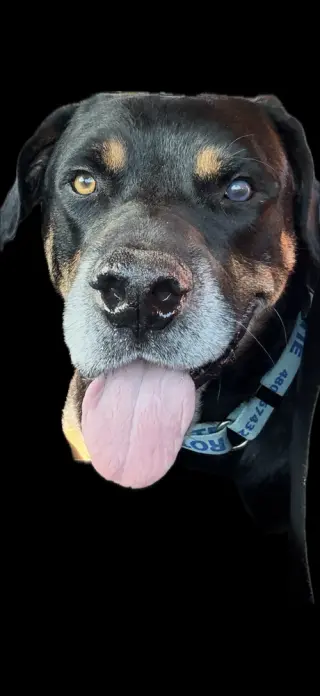 Maxwell