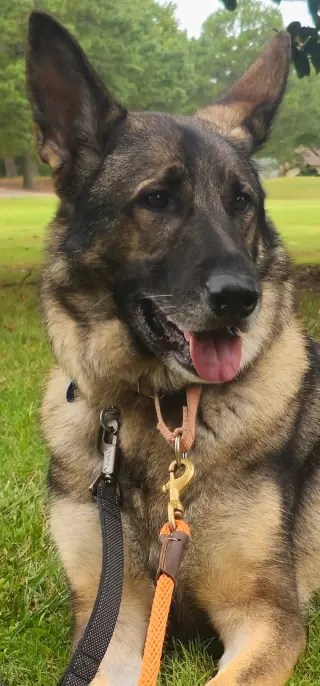 Duke 7431