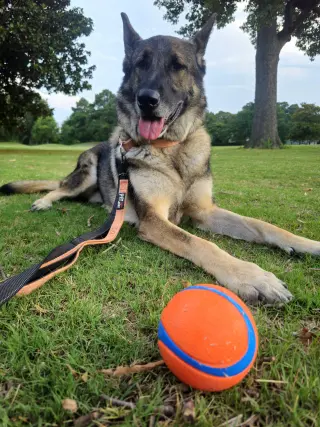 Duke 7431