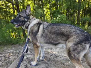 Duke 7431