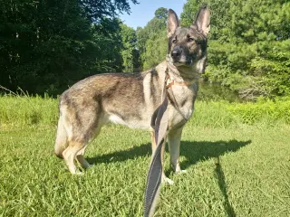 Duke 7431