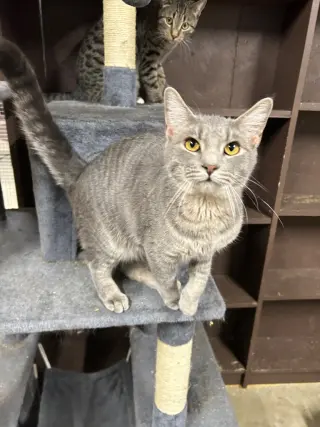 Swiper