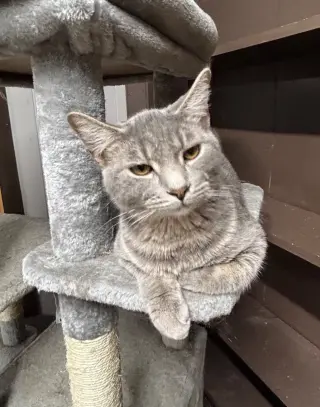Swiper