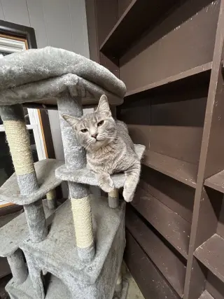 Swiper