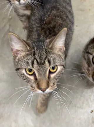 Tico
