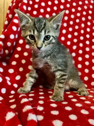 Tico