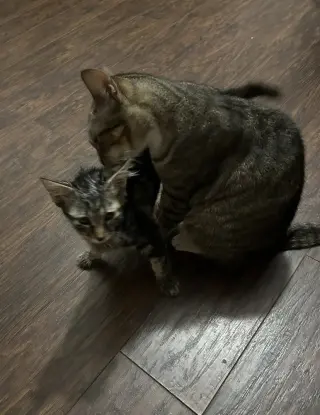 Ms Dribbles