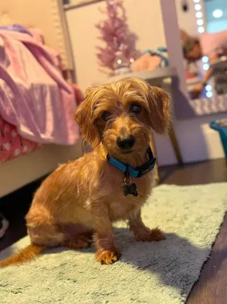 Sammy (being fostered in Miami, FL)