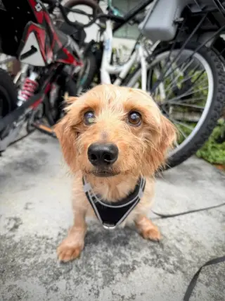 Sammy (being fostered in Miami, FL)