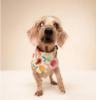 Sammy (being fostered in Miami, FL)