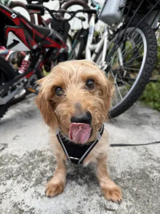Sammy (being fostered in Miami, FL)
