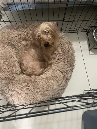 Sammy (being fostered in Miami, FL)