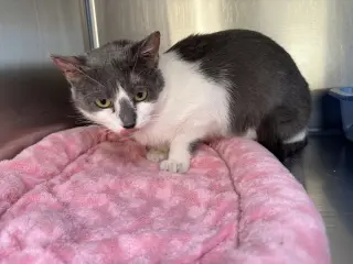 Irma