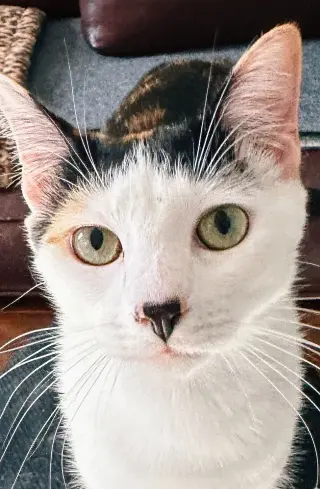 Daisykins