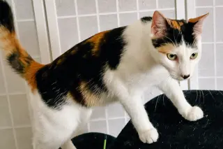 Daisykins