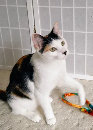 Daisykins