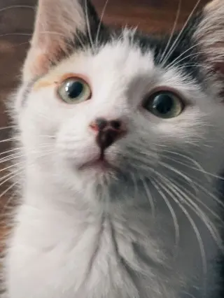 Daisykins