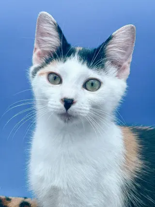 Daisykins