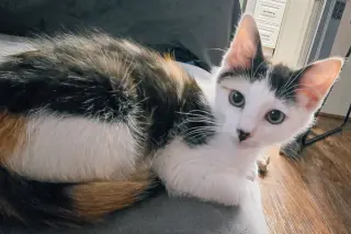 Daisykins