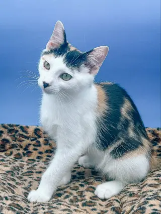 Daisykins