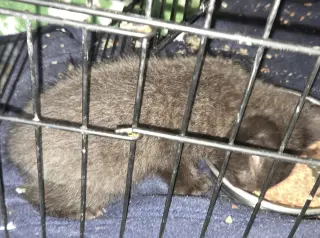 Snuggles  ( nd)