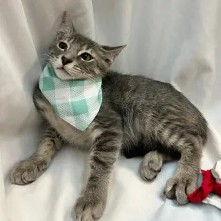 PAOLO