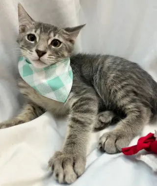 PAOLO