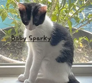 Baby Sparky #litter-of-10