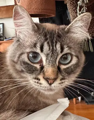 Leilani