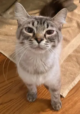 Leilani